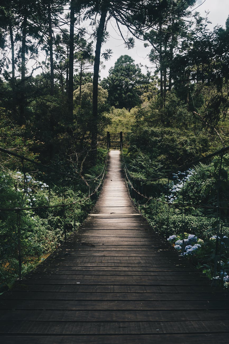 black hanging bridge surrounded by green forest trees