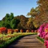 gray concrete pathway besides pink flower during day