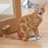 Cute ginger cat, animal image
