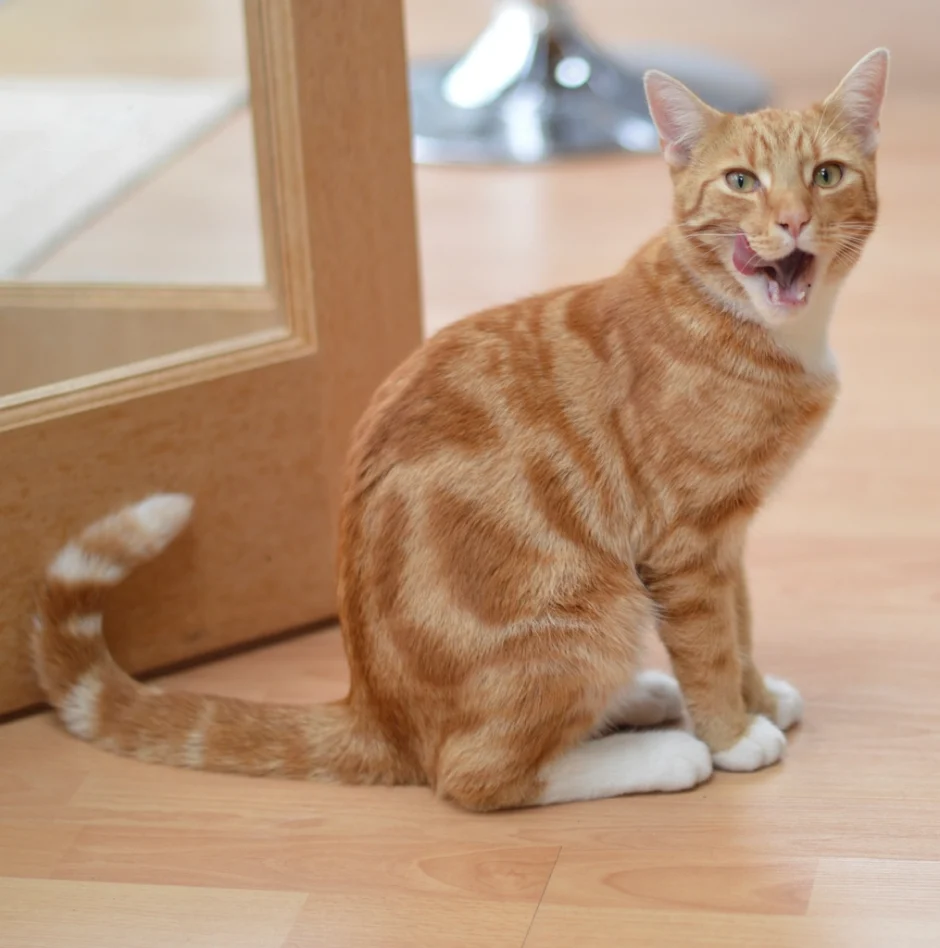 Cute ginger cat, animal image
