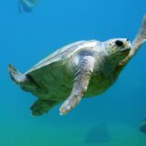 turtle swimming underwater