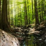 photography of forest during daytime