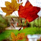 three maple leaves on window