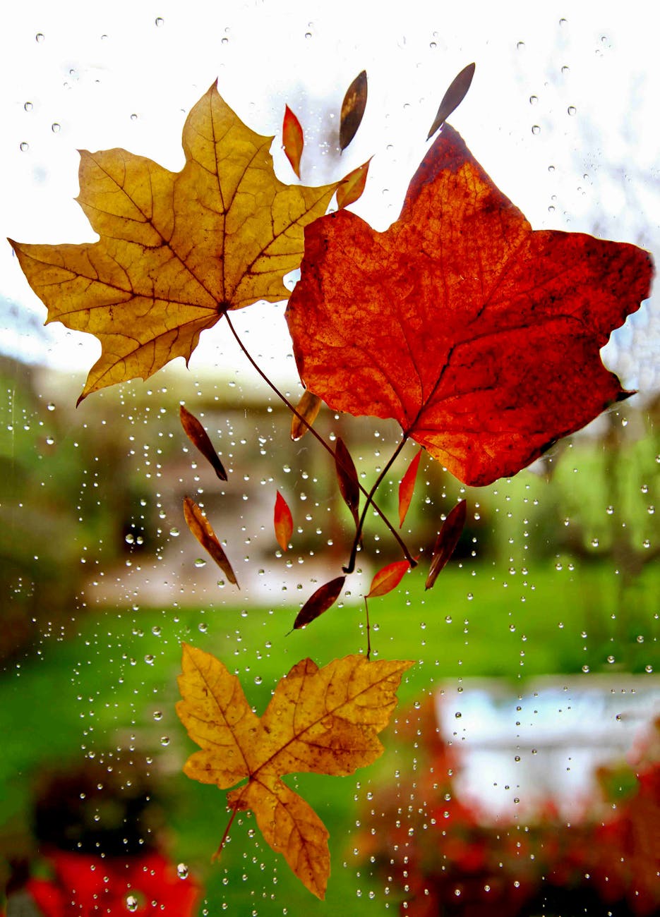 three maple leaves on window