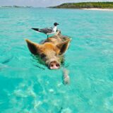 white and gray bird on the bag of brown and black pig swimming on the beach during daytime